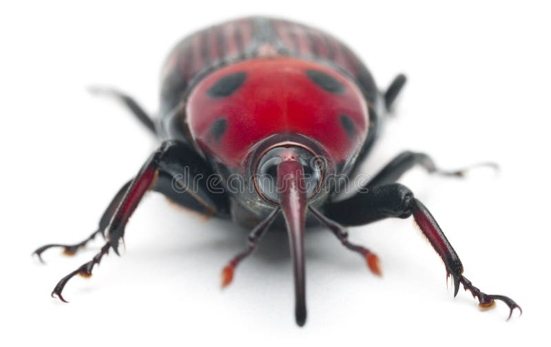 Female Red palm weevil, Rhynchophorus royalty free stock photo