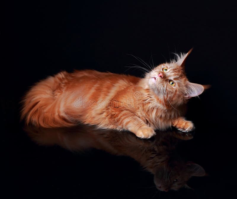 Female red solid maine coon cat curiously looking up with reflection in glass down on black background. Closeup portrait.