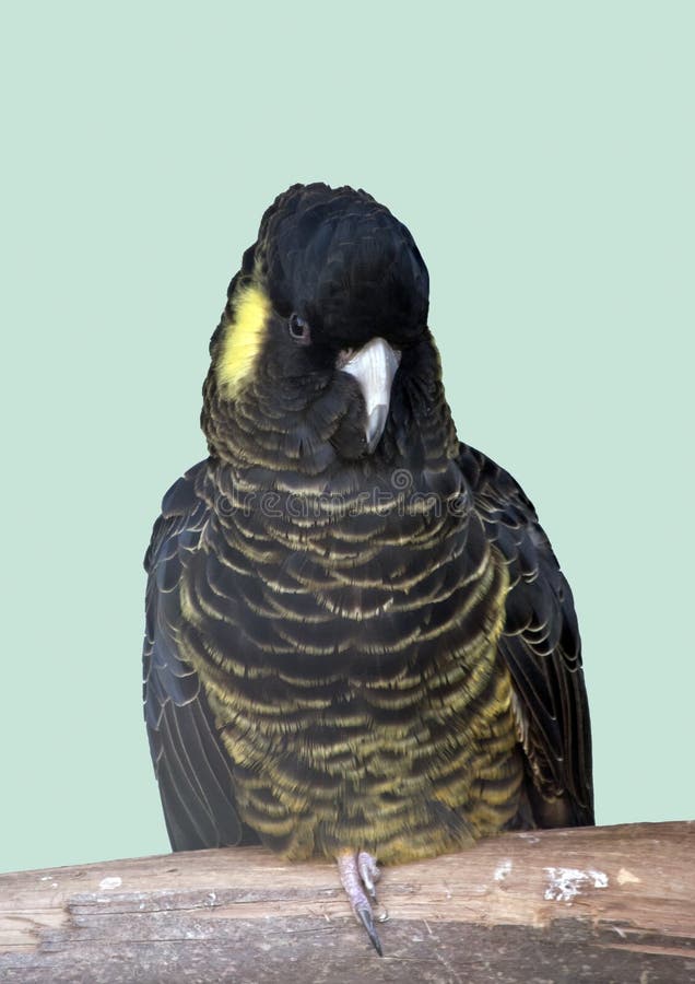 A Female Red Tailed Black Cockatoo Stock Photo Image of yellow, wild