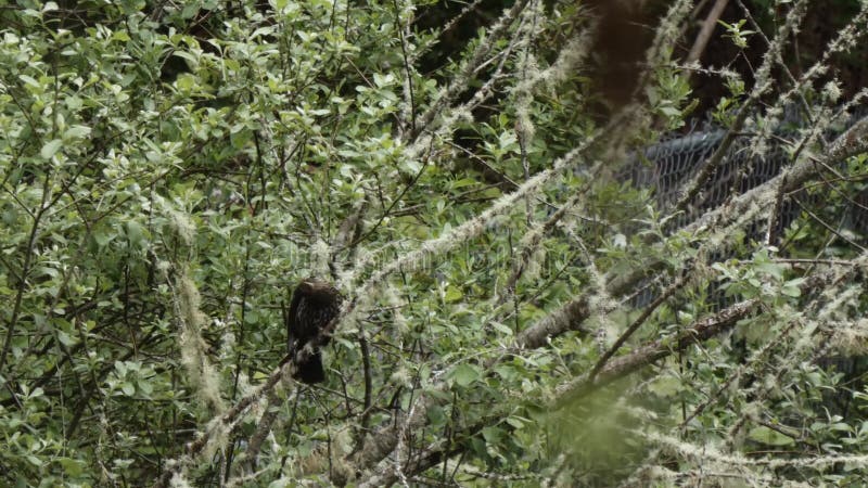 Female red winged blackbird perched up in a tree