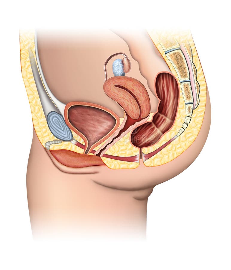 Anatómia ženského reprodukčného systému.