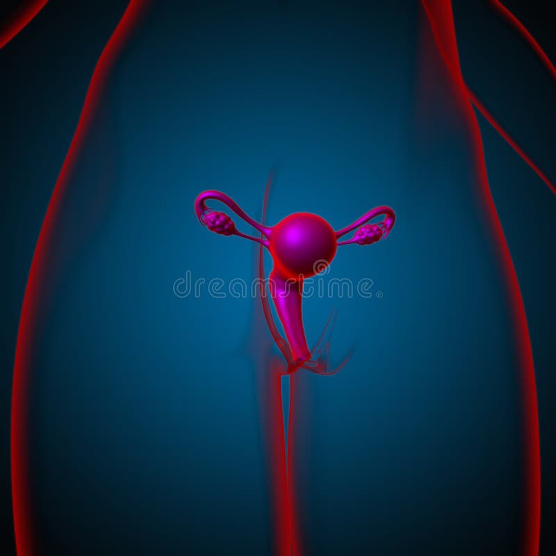 Female Reproductive System Anatomy For Medical Concept 3d Stock Illustration Illustration Of