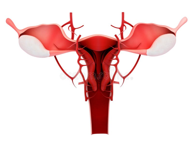 Female reproductive system