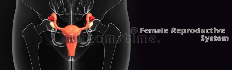 Female reproductive system stock illustration. Illustration of ovaries