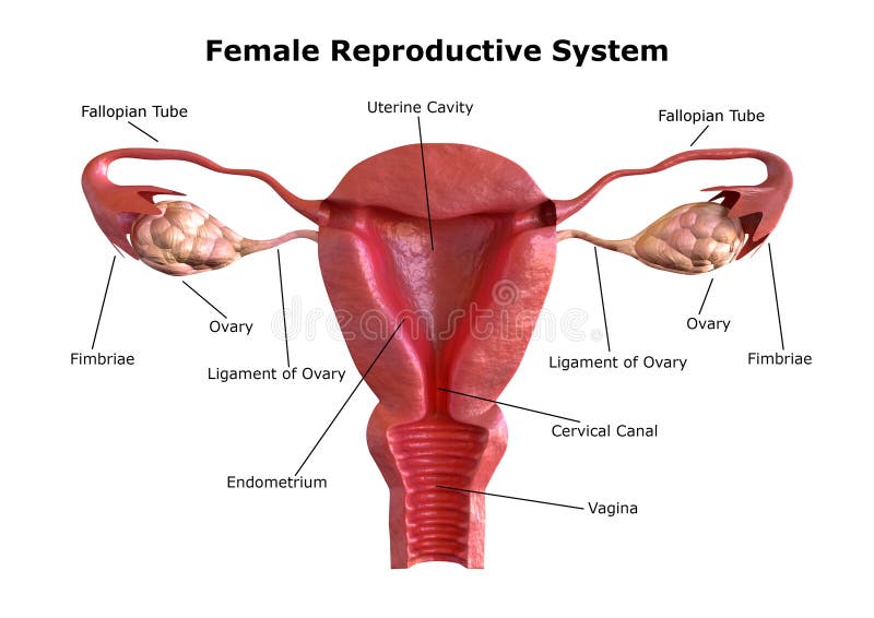 Reproductive System Stock Illustrations – 7,460 Reproductive System Stock Illustrations, Vectors & Clipart - Dreamstime Reproductive System Stock Illustrations – 7,460 Reproductive System Stock Illustrations, Vectors & Clipart - Dreamstime