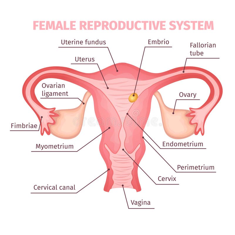 Diagram Of A Female Reproductive Cell Choice Image - How 