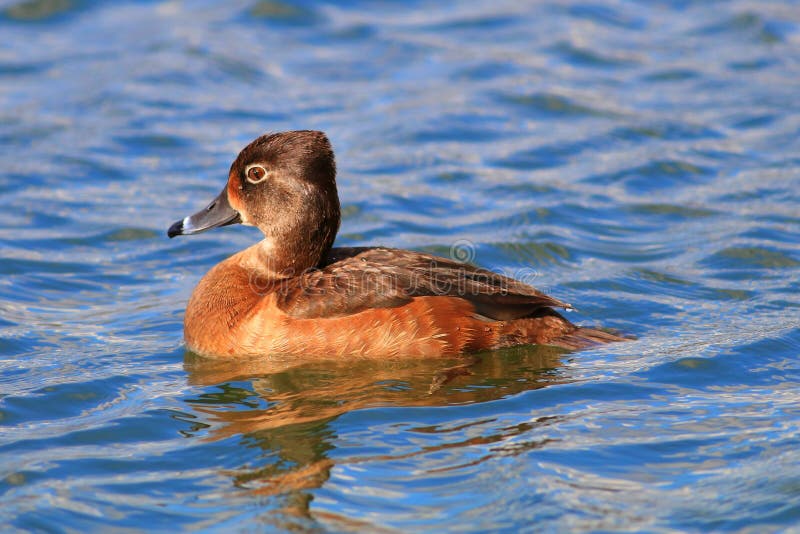 Identify Ring-necked Duck - Wildfowl Photography.