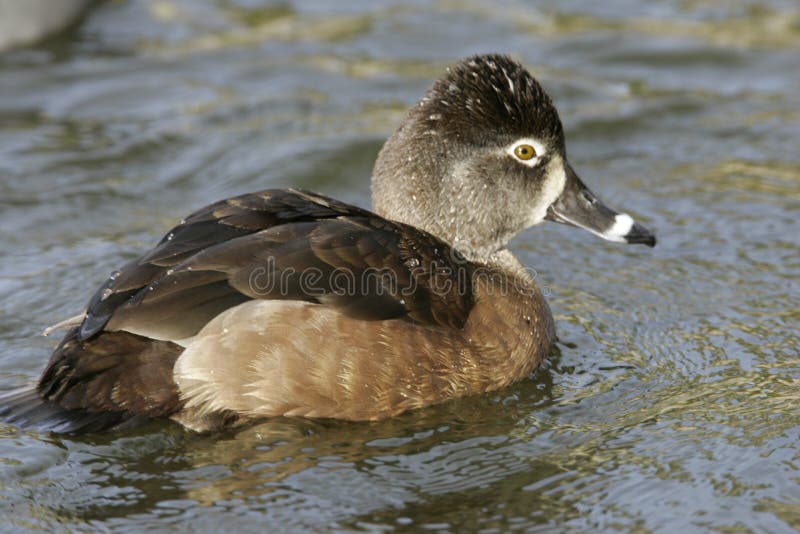 female ring-necked duck on freshwater pond Stock Photo - Alamy