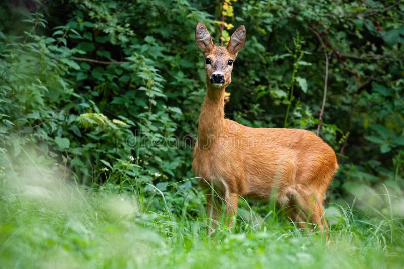 Female of roe deer with big ears standing concentrated on the grassy meadow