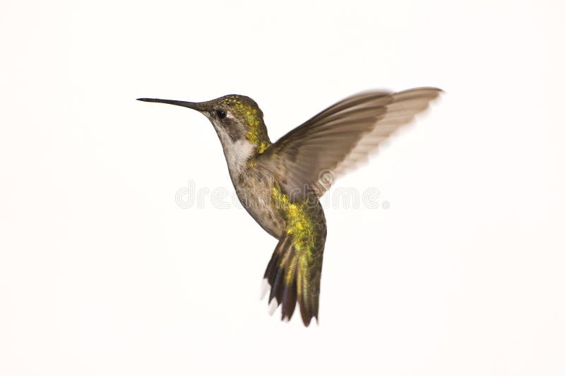 Female Ruby Red Throat Hummingbird royalty free stock photography