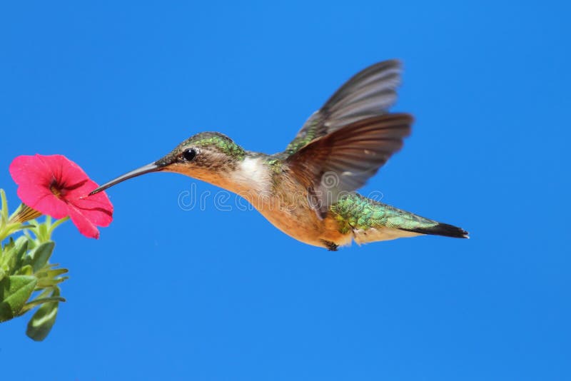 Female Ruby-throated Hummingbird (archilochus)