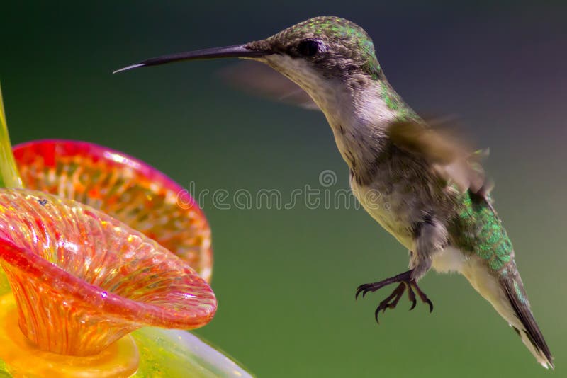 Female ruby throated hummingbird sticks out her tongue at the feeder stock images Female ruby throated hummingbird sticks out her tongue at the feeder stock images