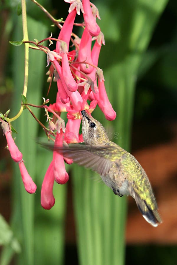 Female Rufous Hummingbird