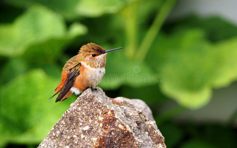 Female Rufous Hummingbird Resting on a Granite Rock