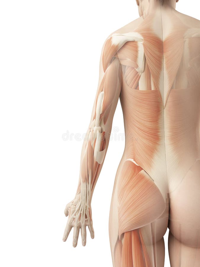 48,300+ Female Back Muscles Stock Photos, Pictures & Royalty-Free Images -  iStock