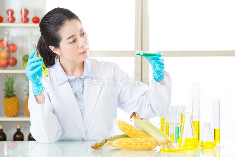 Female Scientist Looking for Gmo Corn Dna for Safety Stock Image