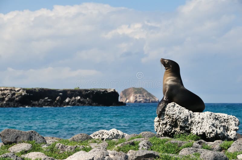 Female sea lion in the Galpagos Islands
