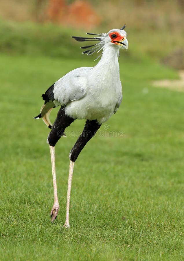 Female Secretary Bird stock photo. Image of serpentarius - 105650070