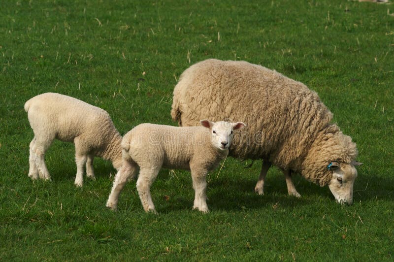 Comment S appelle La Femelle Du Mouton Female Sheep Stock Photos - Image: 5768533