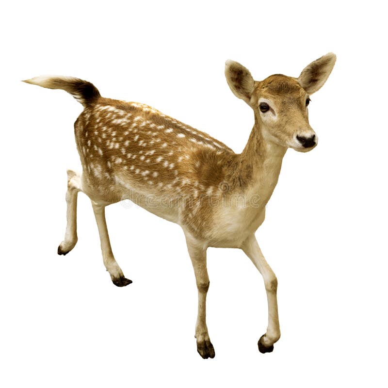 Female sika deer isolated