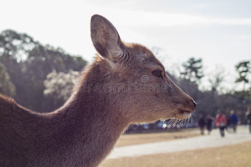 Female Sika Doe, Nara, Japan stock images Female Sika Doe, Nara, Japan stock images