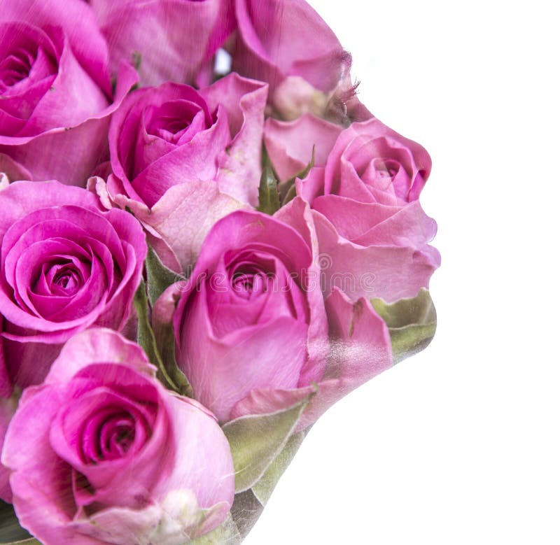 Female Silhouette of Roses stock image. Image of white 50621059