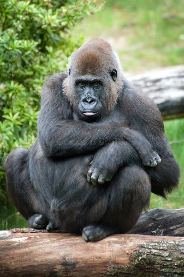 Female silverback gorilla