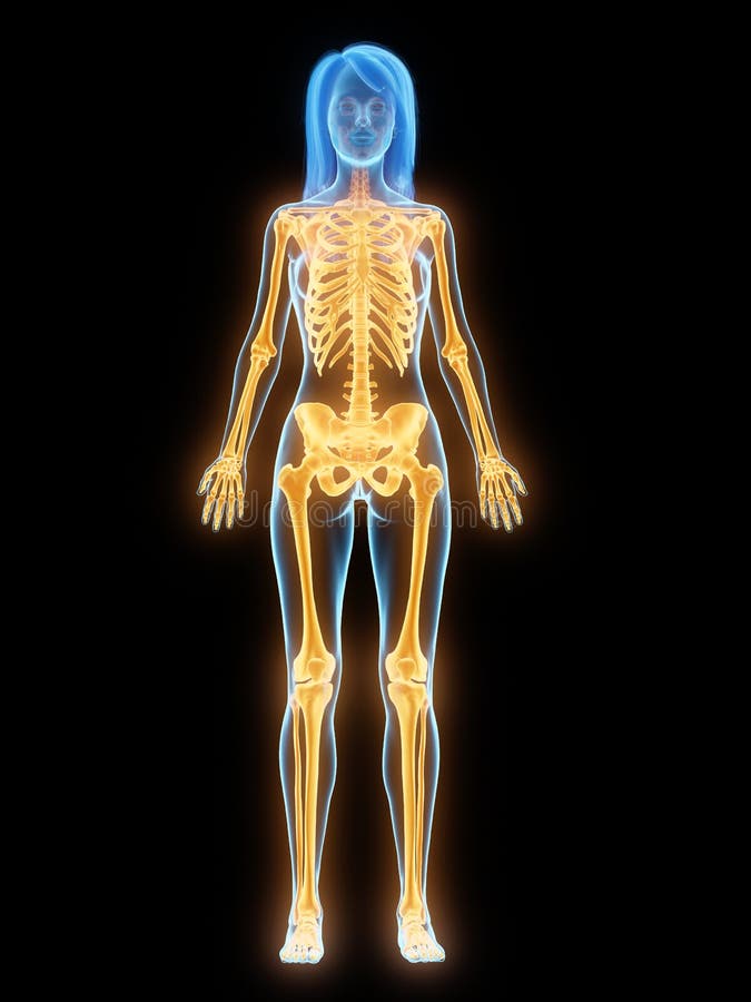 Bones Of Female Back - Bones Of The Upper Body Female From A Rear View