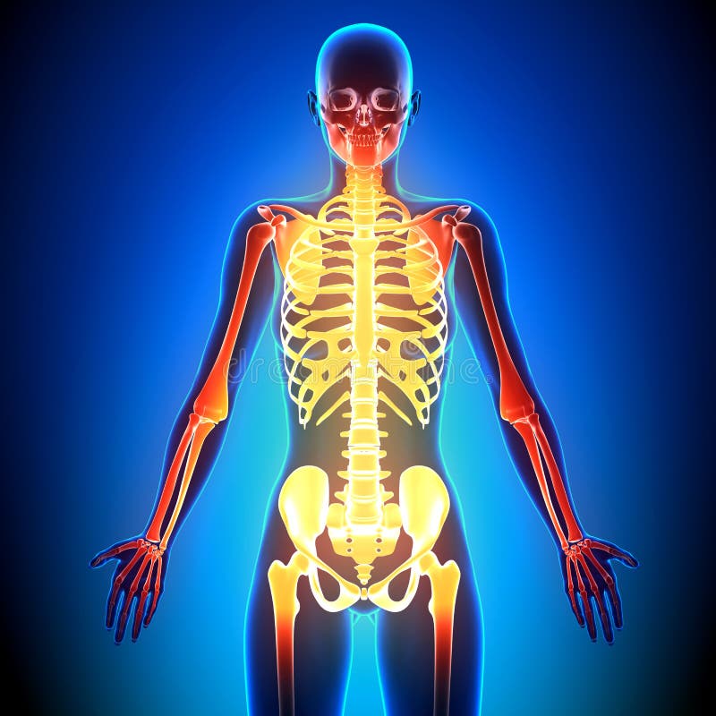 Female Anatomy With Skeleton Stock Illustration - Illustration of