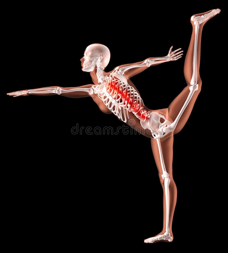 Download Female Skeleton In Yoga Position Stock Illustration ...