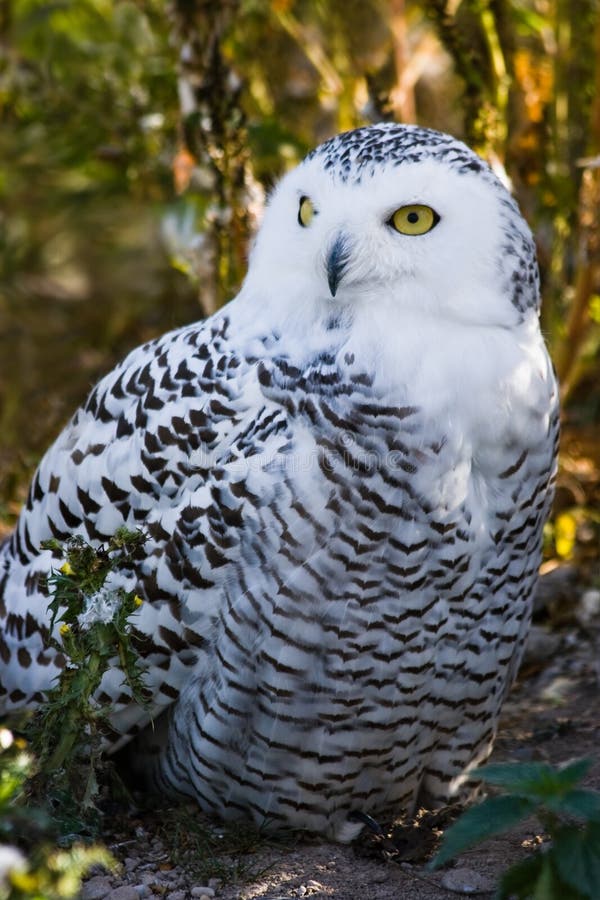 Female Snowy owl stock photo. Image of scandiacus, hunter - 11280218