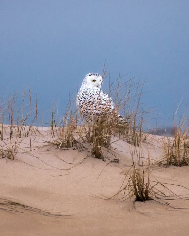 Female snowy owl bubo scandiacus resting sand dune on a Long Island beach in New York