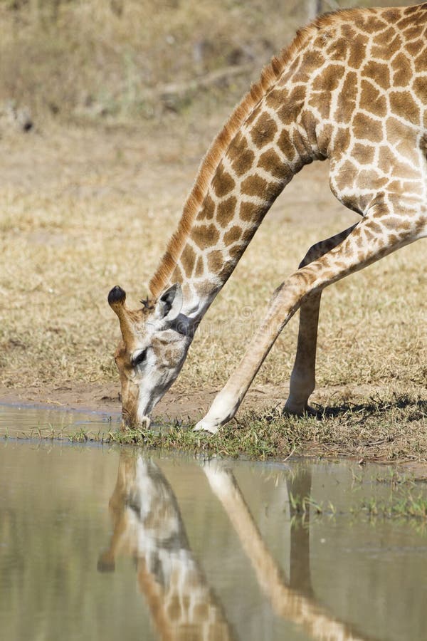 Female Southern Giraffe drinking, South Africa (Giraffa camelopardalis). A female Southern Giraffe drinks from a natural pan in Kruger Park, South Africa. ( stock images Female Southern Giraffe drinking, South Africa (Giraffa camelopardalis). A female Southern Giraffe drinks from a natural pan in Kruger Park, South Africa. ( stock images