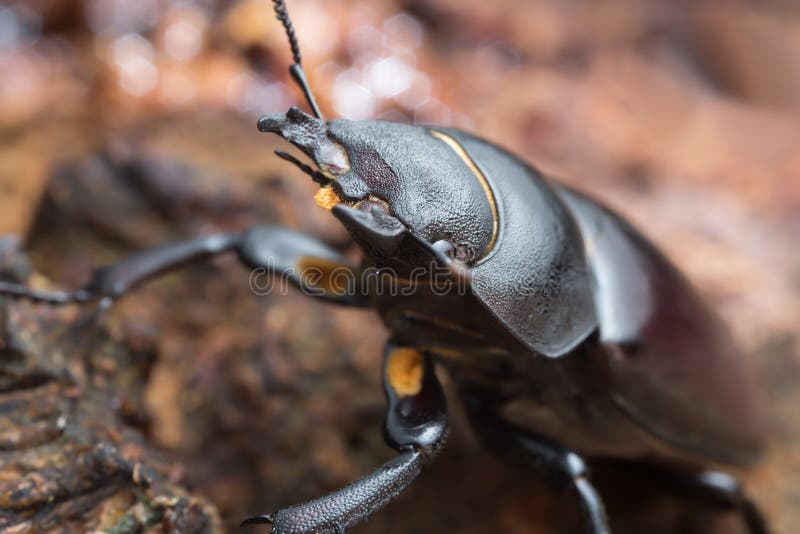 Female stag beetle, Lucanus cervus on oak wood