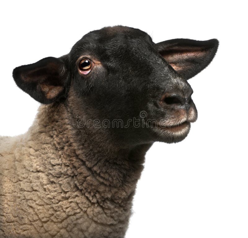 Suffolk Sheep with Black Head and Legs without Wool Stock Suffolk Sheep with Black Head and Legs without Wool Stock