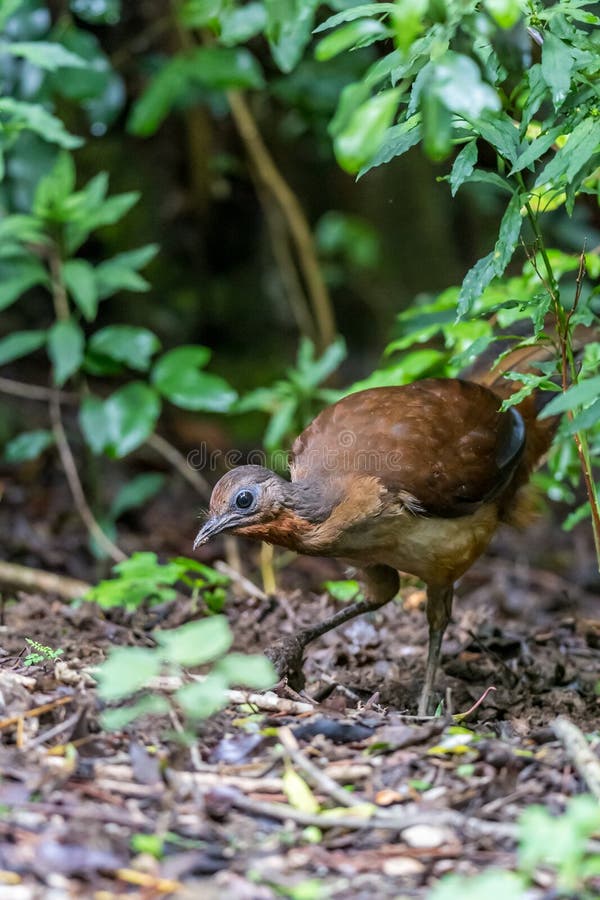 Female Superb Lyrebird (Menura novaehollandiae) hiding in the bush, Queensland, Australia.