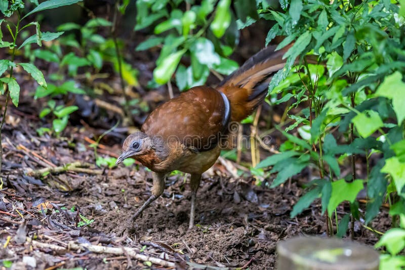 Female Superb Lyrebird (Menura novaehollandiae) hiding in the bush, Queensland, Australia.