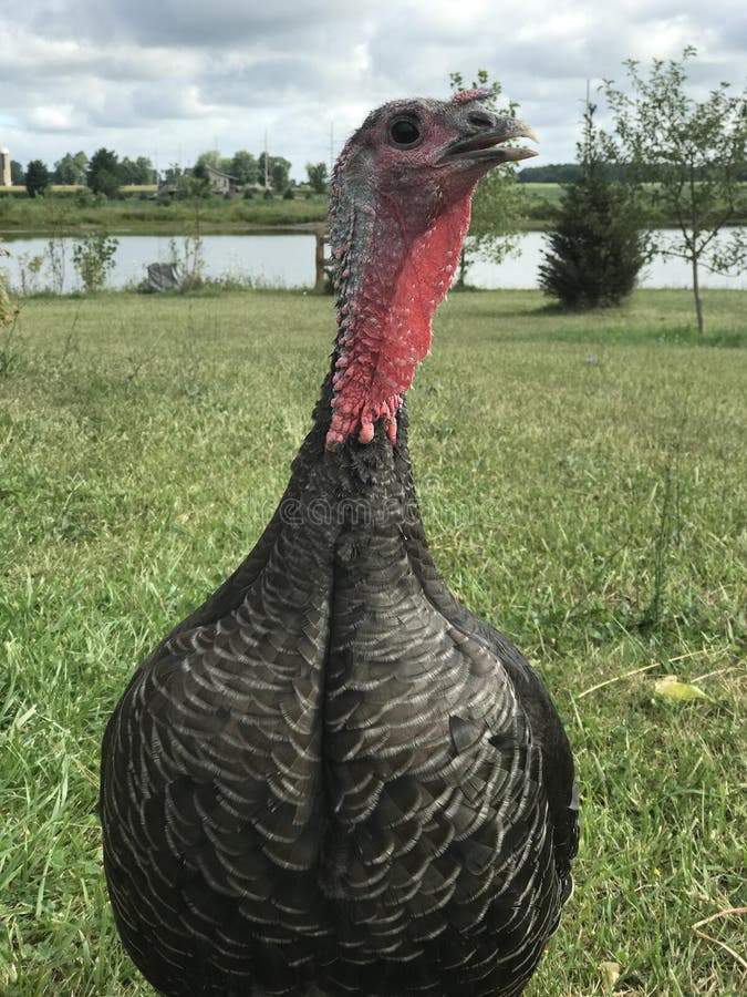 Female Turkey With Grey Feather On Farm. Domestic Turkey Looking At