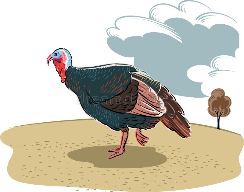 Female Turkey Standing Stock Illustration Illustration Of Isolated