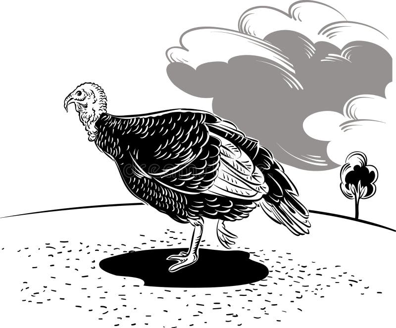 Female Turkey Standing Stock Illustration Illustration Of Isolated