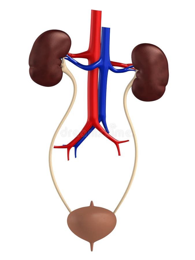 Female urinary system