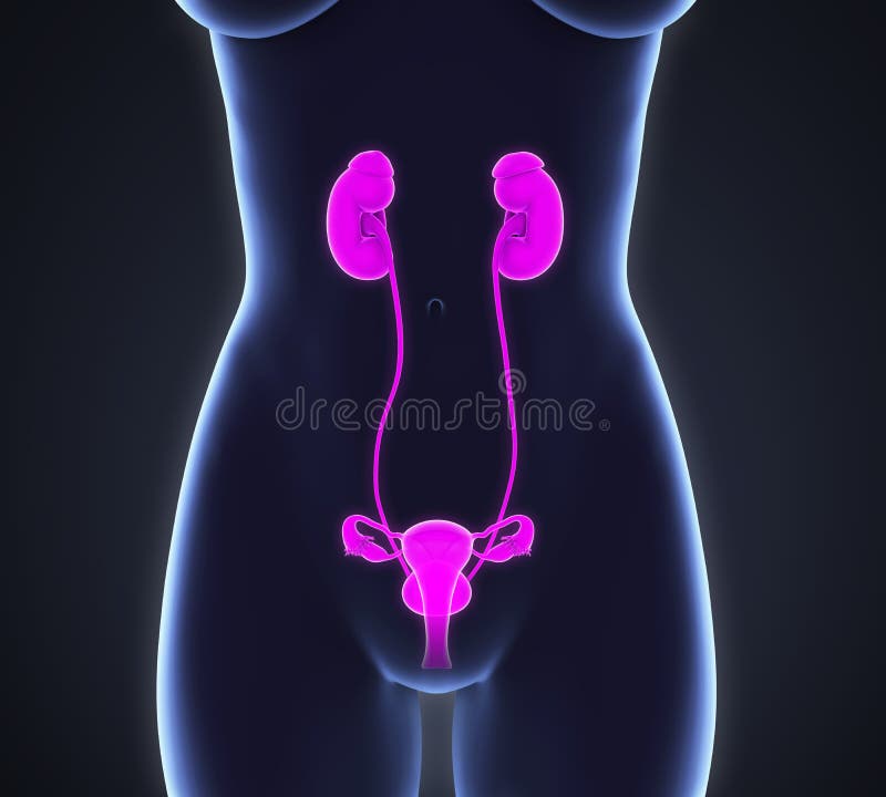 Female Urinary System stock illustration. Illustration of anatomy