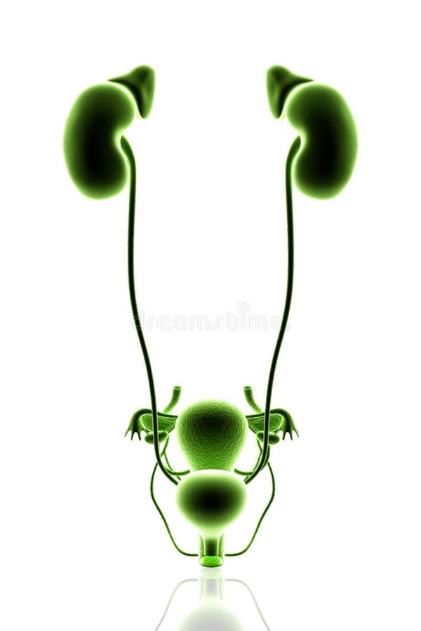 Female urinary system stock illustration. Illustration of medical