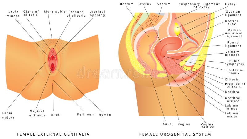 Components Vulva Mons Pubis Labia Majora Stock Illustration