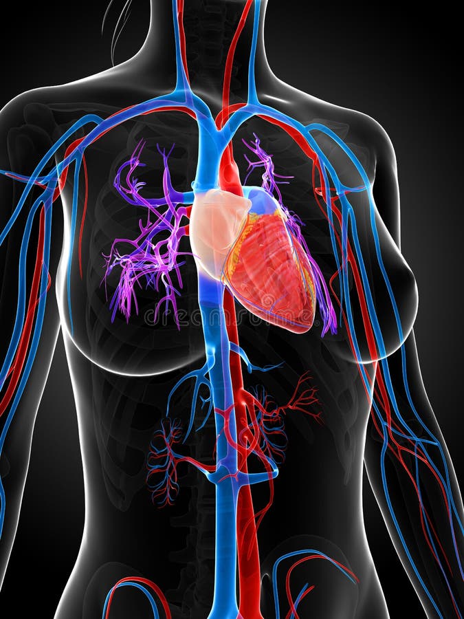 Female vascular system stock illustration. Illustration of artery