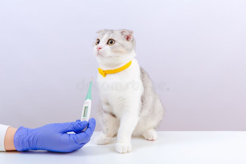 Female vet in blue gloves holding thermometer in her hands. Vet doctor examining kitten in animal hospital. White background