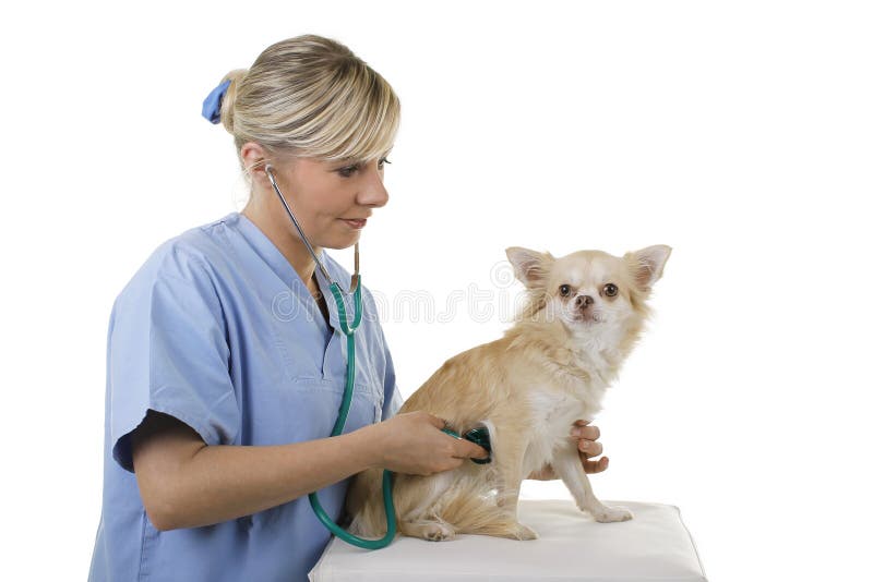Female vet examines lap dog stock image Female vet examines lap dog stock image