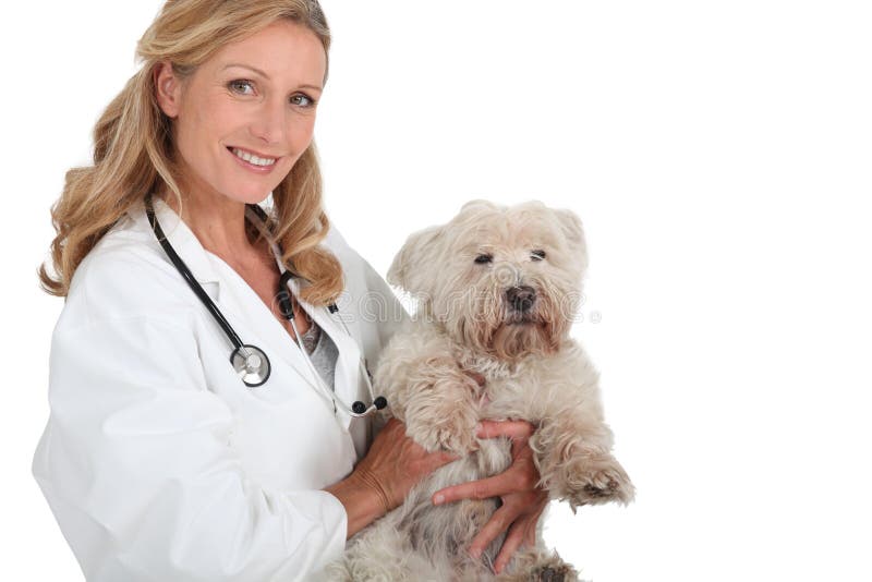 Female vet holding a dog stock photo. Image of highly 27224920