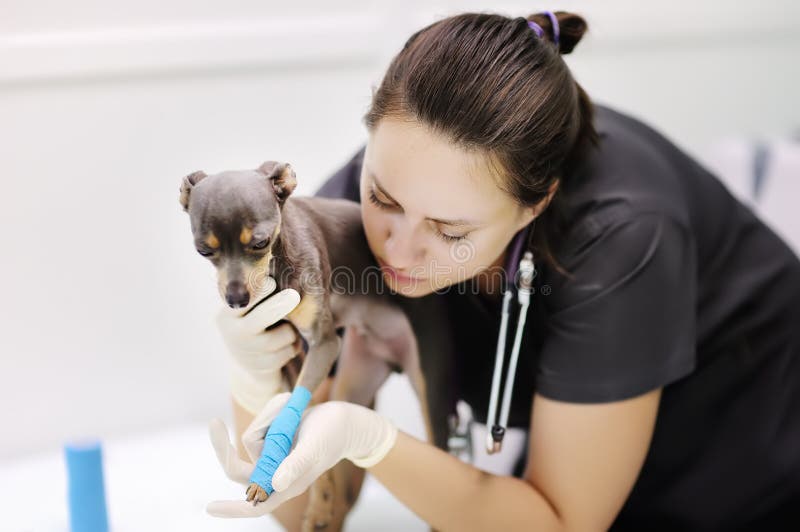 Female veterinarian doctor with dog looking at x-ray during the examination in veterinary clinic. ttle dog terrier with broken leg in veterinary clinic. Female veterinarian doctor with dog looking at x-ray during the examination in veterinary clinic. ttle dog terrier with broken leg in veterinary clinic