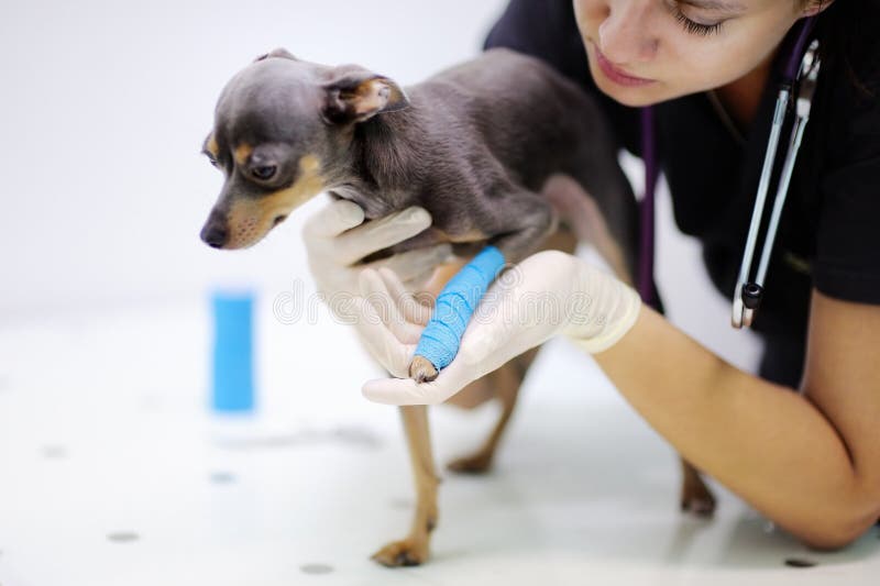 Female veterinarian doctor during the examination in veterinary clinic stock photos Female veterinarian doctor during the examination in veterinary clinic stock photos